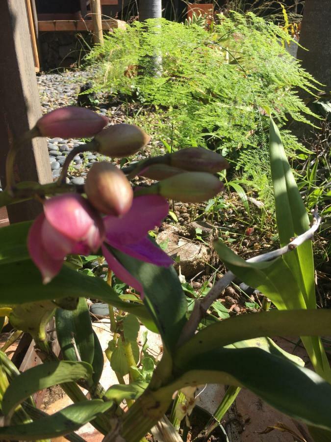 Keauhou Holualoa Bungalows מראה חיצוני תמונה